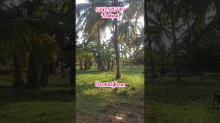 Thoppu for sale in tenkasi  tenkasi realestate investmentproperty land [upl. by Lavina]