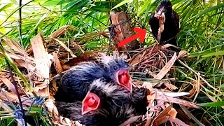 Greater coucal Birds bring frog legs to babys mouthEp23 [upl. by Ladew828]