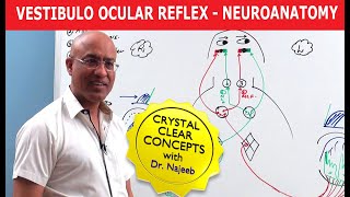 Vestibulo Ocular Reflex  Neuroanatomy [upl. by Lamp]