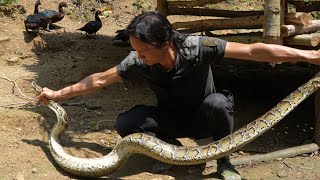 Giant poisonous snake appeared again Zon was very worried about the livestock Vang Hoa [upl. by Tabina]