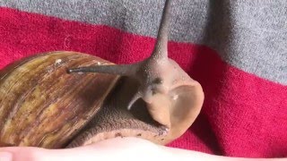 Schleimiger Freund Eine RiesenSchnecke als Haustier [upl. by Swerdna]