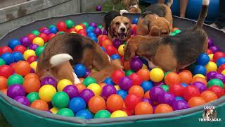 FUNNY BEAGLES HAVING A BALL PIT PARTY [upl. by Anir404]