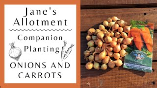 Companion Planting onions and carrots [upl. by Mallina]