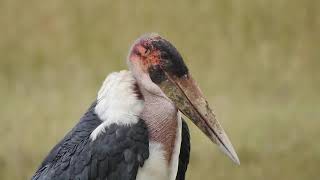 Marabau Stork lone quietly standing on one foot [upl. by Ayotak]