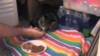 How to Make a Cat eat and Drink when it is Sick [upl. by Levenson]