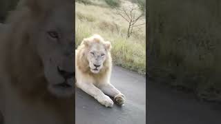 Casper the White Lion in Kruger Park [upl. by Areis]