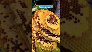 Extreme Honeycomb harvesting 🍯Harvesting honey from beehive 🐝 EP151 shorts trending shortvideo [upl. by Atiuqan]