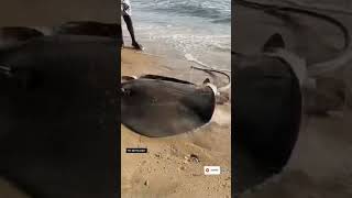 பெரிய புள்ளித் திருக்கை மீன் பிடித்தல்  Catching a Giant Spotted Threadfin Fish  A Reel Adventure [upl. by Suoirrad]