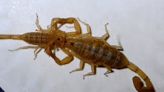 Incredible Scorpion Mating Ritual Leads To Birth [upl. by Llenra387]