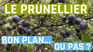 Le prunellier  bon plan ou pas  Prunus spinosa [upl. by Acherman]