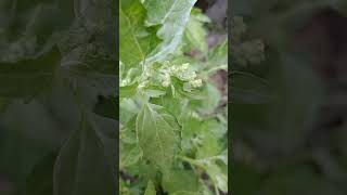 Quelite Chenopodium album plantamedicinal antiulcerosa antiinflamatoria quelites [upl. by O'Gowan]