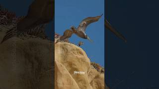 The cliff jump offfalcon peregrinefalcon birdsofprey birdsofyoutube birds wildlife [upl. by Normandy369]