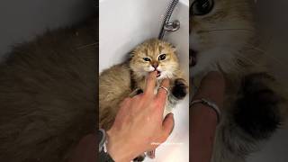 When the owner sees 🙀 Cat is insane Aggressive while Grooming 🤧 shorts funnycats trending pets [upl. by Allebram874]