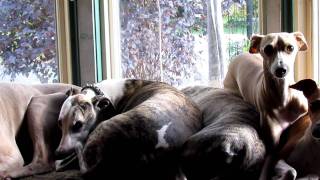 Whippets  Italian Greyhounds and a Weimaraner [upl. by Lucania]