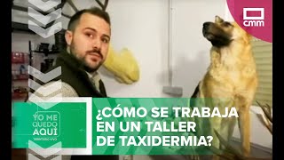 ¿Cómo se trabaja en un taller de taxidermia [upl. by Zeni]