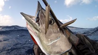 Pêche sous marine avec Petit Wahoo sur dcp spearfishing fishing [upl. by Oinotnaesoj]