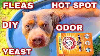 Say Goodbye to Stinky Dogs  The Baking Soda Secret to a Fresh American Bully XL [upl. by Goetz]