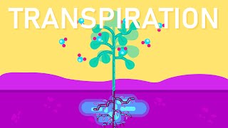 What is Transpiration in Plants [upl. by Eybba]