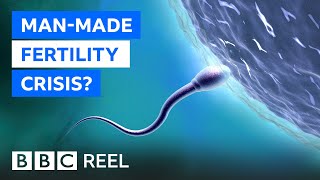 Fertility crisis Is modern life making men infertile  BBC REEL [upl. by Hsac]