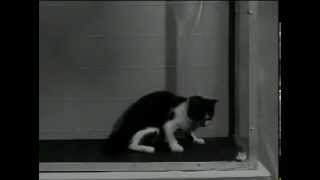 US Army LSD Test on Cat [upl. by Ragnar]