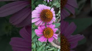 Eastren purple coneflower  Echinacea purpurea  Flowers [upl. by Nytsud]