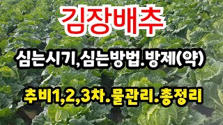 김장배추 심는시기 심는방법 약치는법방제 추비123차 물관리  김장배추 재배방법 총정리 [upl. by Stelle]