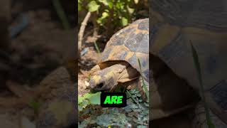 The Fascinating World of Tortoises Nature’s Ancient Survivors [upl. by Eelaroc301]