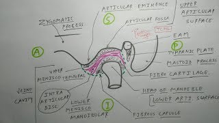 Temporomandibular Joint  1 TMJ Articular surface and joint cavity  TCML [upl. by Cecilia776]