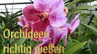 Orchideen richtig gießen – Anleitung  Orchideengewächse Pflege Tipps  Orchidee wässern  Pflege [upl. by Ailam484]