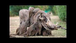 10 Fascinating Symbiotic Relationships Between Animals [upl. by Chon]