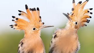 Crowned Bird Hoopoe [upl. by Adaner426]