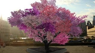 Syracuse professor grows 40 different fruits on one tree [upl. by Ave892]