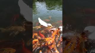 BEBEK BERENANG  BEBEK BERENANG SAMA IKAN  BEBEK PEKING  BEBEK PUTIH  BEBEK ASLI  DI KALI LUCU [upl. by Eiramrebma]