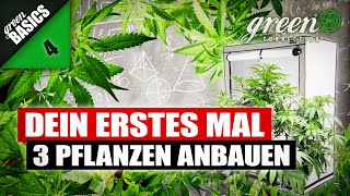 WIE ich 3 CANNABIS Pflanzen in einer Growbox ANBAUE  GreenBasics 4  GreenConnection [upl. by Entruoc]