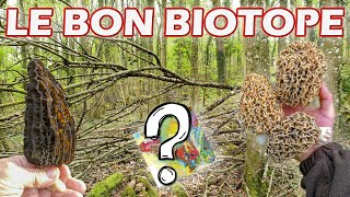 Où trouver des morilles  Mes astuces concernant le biotope [upl. by Javed]