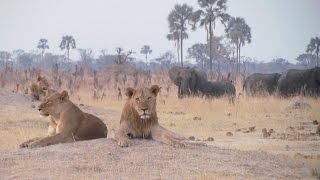 Hwange National Park Zimbabwe [upl. by Newby]