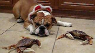 English Bulldog and the crabs [upl. by Lali81]