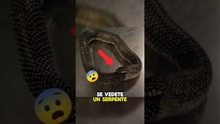 PERCHÉ I SERPENTI SI MANGIANO DA SOLI😱 shorts TikTok [upl. by Eniaral]