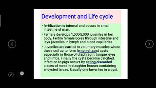 Trichinella spiralis morphology life cycle disease and therapy [upl. by Ochs5]