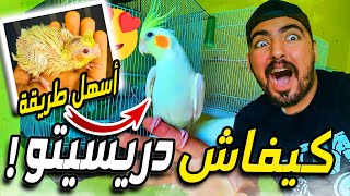 أسهل طريقة دريسيت بها طائر🐣😯 في أسرع وقت 😁😍 [upl. by Atinob]