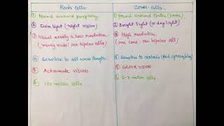 Difference between rod cells and cone cells [upl. by Ardnnaed]