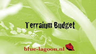 Blue Lagoon Terrarium Budget [upl. by Ymmak]