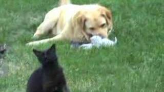 Dog playing with kittens [upl. by Burnham]