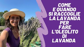 Come e quando si raccoglie ed essicca la lavanda per fare loleolito di lavanda [upl. by Marcy161]