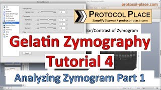 Gelatin Zymography Tutorial 4 Identifying MMPs by Molecular Weight [upl. by Brottman334]