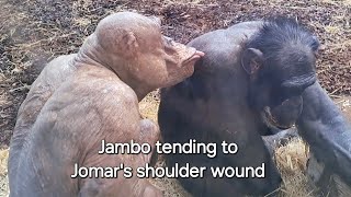 Chimp Jambo grooming Jomar [upl. by Ahsiugal]