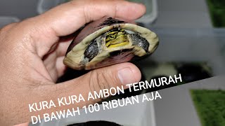 kura kura Ambon asli indonesia  jual kura kura Ambon  jual kura kura darat promo [upl. by Bortz]