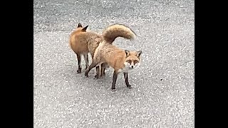 Red Tail foxes mating in NJ [upl. by Emirac925]