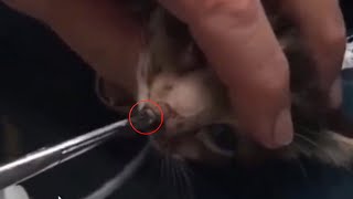 Removing CUTEREBRA from a poor kittens nose [upl. by Lovering566]