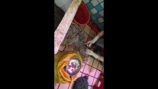 Using scissors to cut Enhydris Water Snakes apart in a wet market in China 劏水蛇 [upl. by Erised]